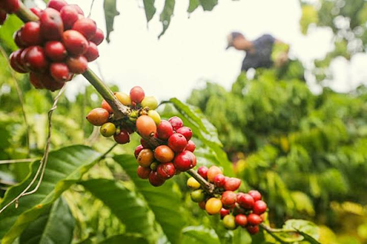 Dự báo thị trường cà phê trong nước trong thời gian tới
